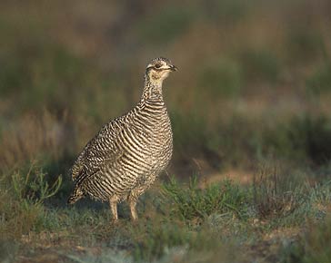 Lesser Prairie Chicken (Tympanuchus pallidicinctus) photo image