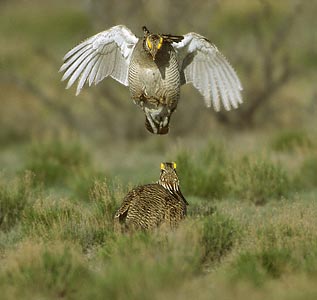 Lesser Prairie Chicken (Tympanuchus pallidicinctus) photo image