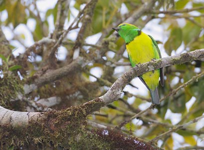 Golden-browed Chlorophonia (Chlorophonia callophrys) photo image