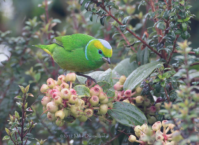 Golden-browed Chlorophonia (Chlorophonia callophrys) photo