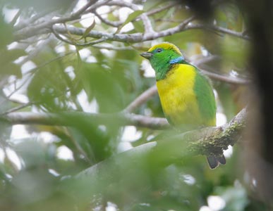 Golden-browed Chlorophonia (Chlorophonia callophrys) photo image