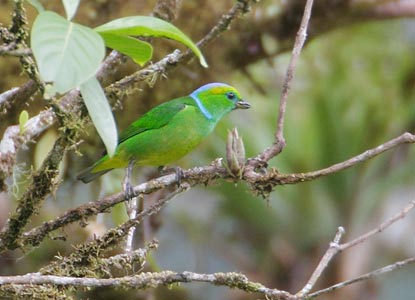 Golden-browed Chlorophonia (Chlorophonia callophrys) photo image