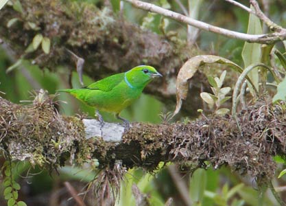 Golden-browed Chlorophonia (Chlorophonia callophrys) photo image