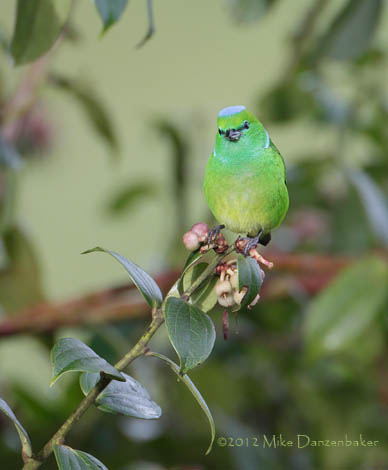 Golden-browed Chlorophonia (Chlorophonia callophrys) photo image