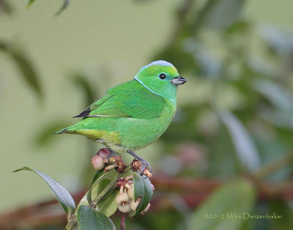 Golden-browed Chlorophonia (Chlorophonia callophrys) photo image