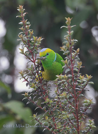 Golden-browed Chlorophonia (Chlorophonia callophrys) photo image