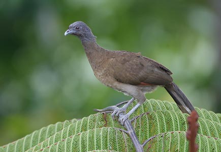 Gray-headed Chachalaca (Ortalis cinereiceps) photo image