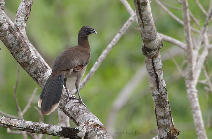 Gray-headed Chachalaca (Ortalis cinereiceps) photo image