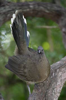 Plain Chachalaca (Ortalis vetula) photo