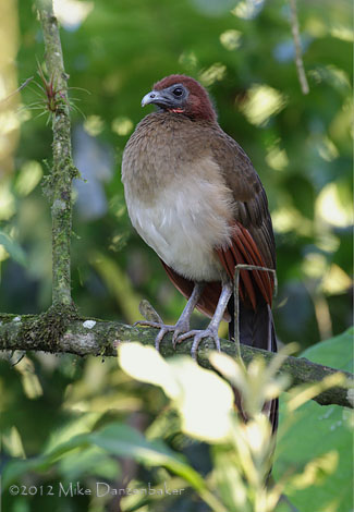 Rufous-headed Chachalaca (Ortalis erythroptera) photo