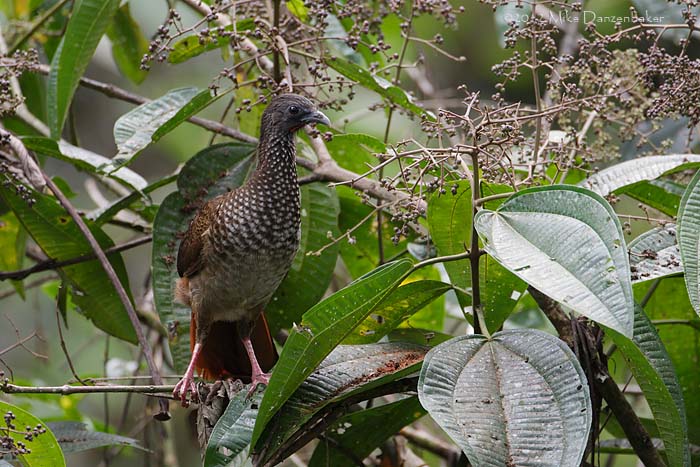 Speckled Chachalaca (Ortalis guttata) photo image