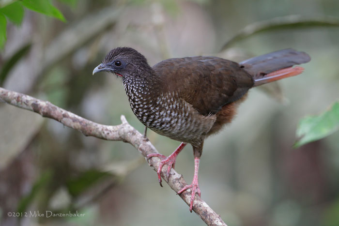 Speckled Chachalaca (Ortalis guttata) photo image
