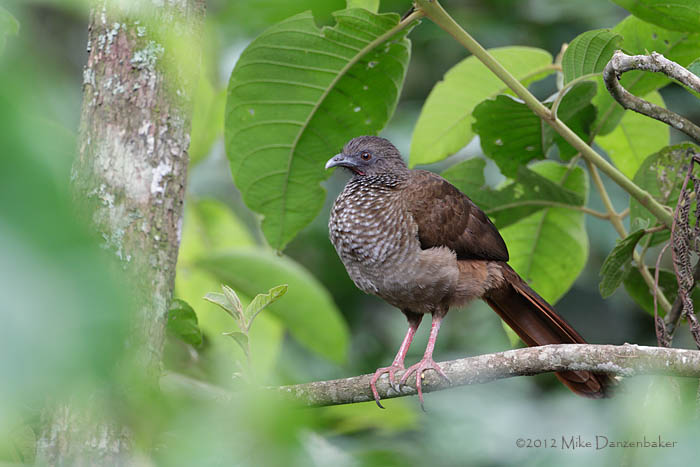 Speckled Chachalaca (Ortalis guttata) photo image