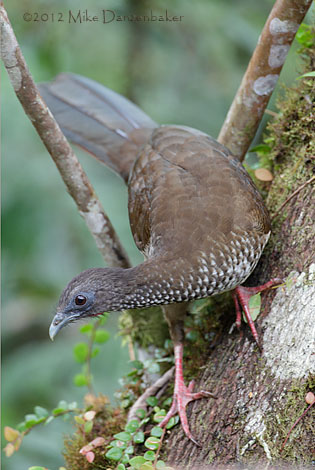 Speckled Chachalaca (Ortalis guttata) photo