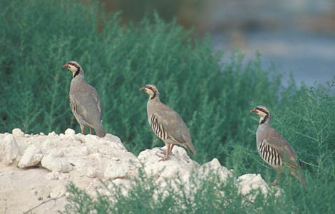Chukar Partridge (Alectoris chukar) photo image
