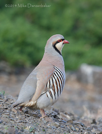 Chukar Partridge (Alectoris chukar) photo image