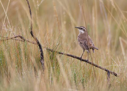 Buff-winged Cinclodes (Cinclodes fuscus) photo image