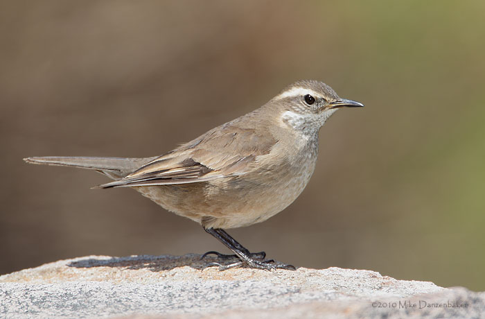 Buff-winged Cinclodes (Cinclodes fuscus) photo image