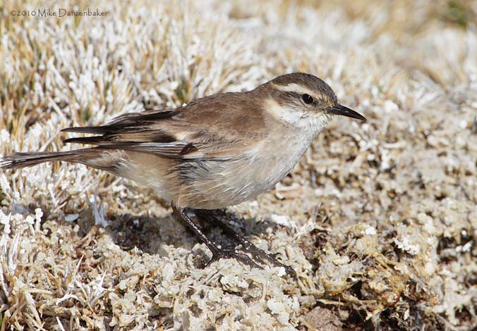 Buff-winged Cinclodes (Cinclodes fuscus) photo image
