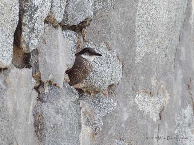 Chilean Seaside Cinclodes (Cinclodes nigrofumosus) photo