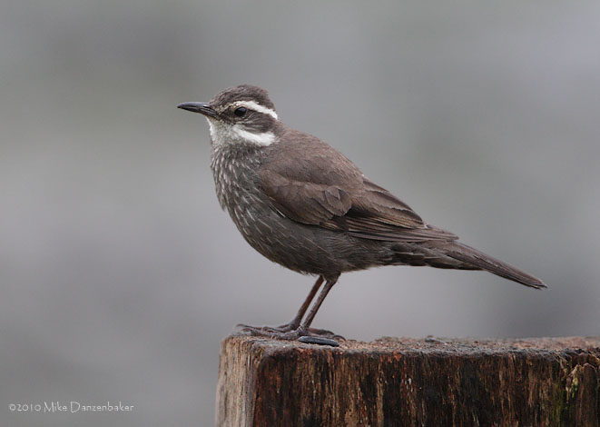 Dark-bellied Cinclodes (Cinclodes patagonicus) photo