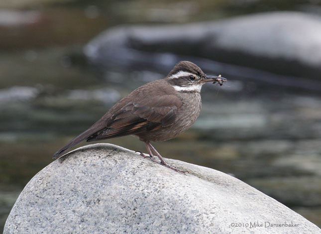 Dark-bellied Cinclodes (Cinclodes patagonicus) photo