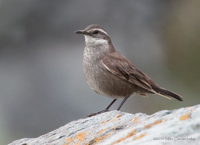Gray-flanked Cinclodes (Cinclodes oustaleti) photo image