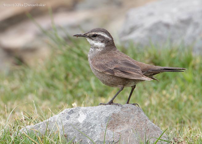 Gray-flanked Cinclodes (Cinclodes oustaleti) photo image
