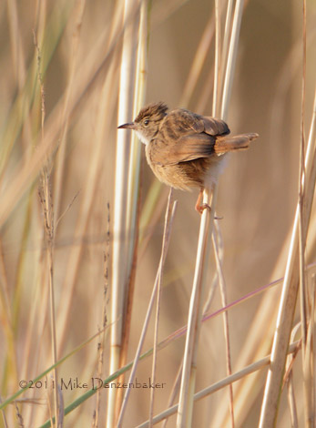 Dorst's Cisticola (Cisticola dorsti) photo