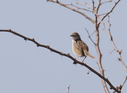 Madagascar Cisticola (Cisticola cherina) photo image