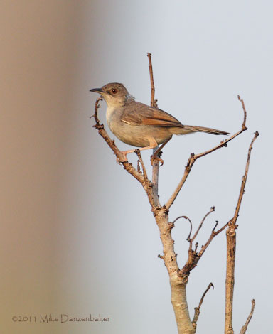 Singing Cisticola (Cisticola cantans) photo image