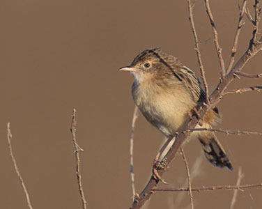 Zitting Cisticola (Cisticola juncidis) photo image
