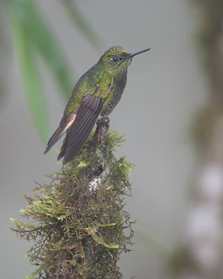 Buff-tailed Coronet (Boissonneaua flavescens) photo image