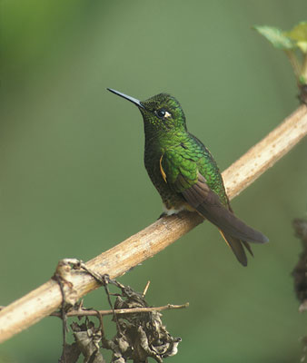 Buff-tailed Coronet (Boissonneaua flavescens) photo image