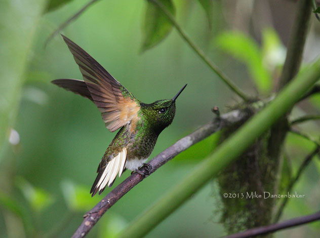 Buff-tailed Coronet (Boissonneaua flavescens) photo