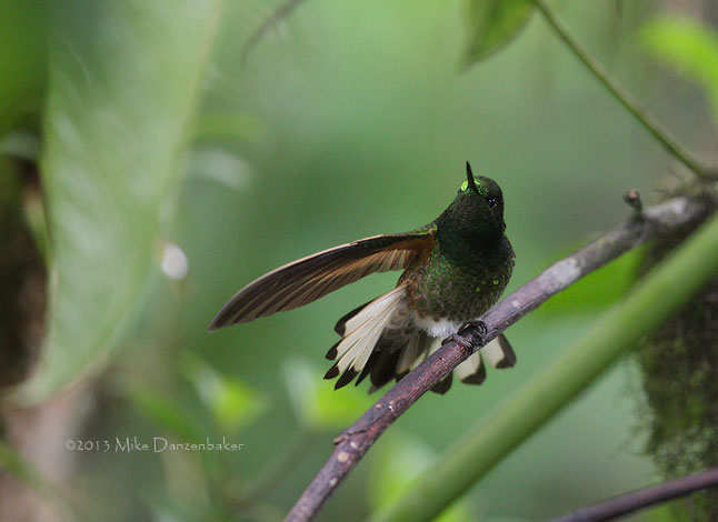 Buff-tailed Coronet (Boissonneaua flavescens) photo