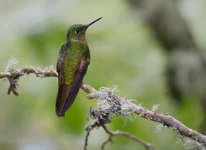 Chestnut-breasted Coronet (Boissonneaua matthewsii) photo image