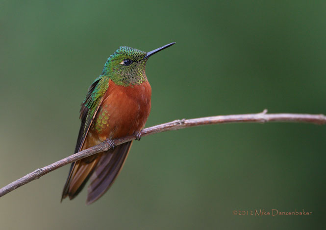 Chestnut-breasted Coronet (Boissonneaua matthewsii) photo image