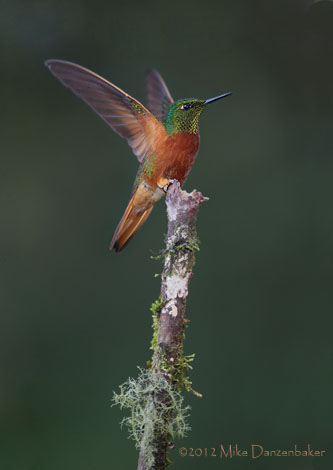 Chestnut-breasted Coronet (Boissonneaua matthewsii) photo image