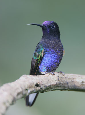 Velvet-purple Coronet (Boissonneaua jardini) photo image