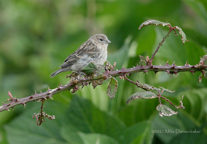 Atlantic Canary (Serinus canaria) photo