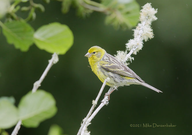 Atlantic Canary (Serinus canaria) photo