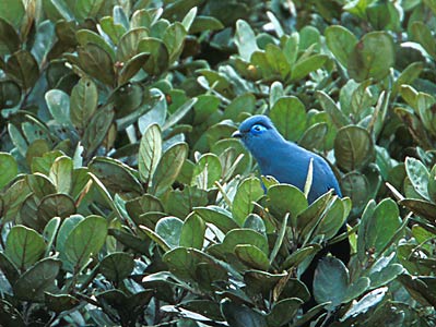 Blue Coua (Coua caerulea) photo