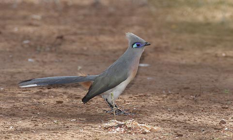 Crested Coua (Coua cristata) photo