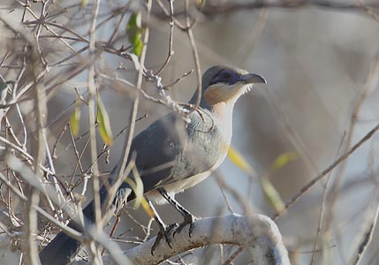 Running Coua (Coua cursor) photo