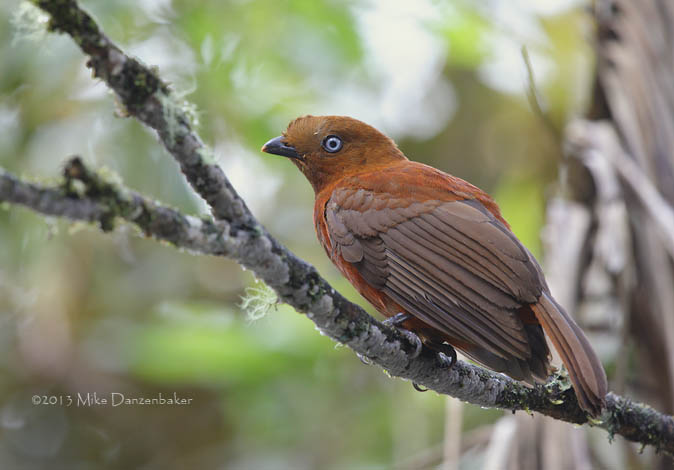 Andean Cock-of-the-rock (Rupicola peruvianus) photo image