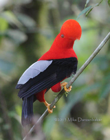 Andean Cock-of-the-rock (Rupicola peruvianus) photo image