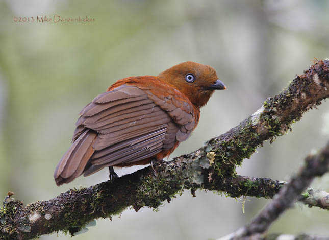 Andean Cock-of-the-rock (Rupicola peruvianus) photo image