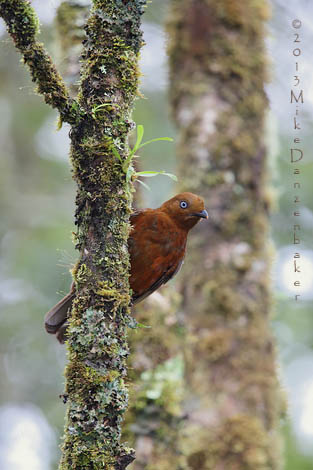 Andean Cock-of-the-rock (Rupicola peruvianus) photo