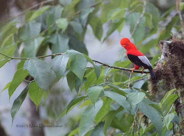 Andean Cock-of-the-rock (Rupicola peruvianus) photo image